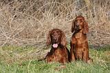 SETTER IRLANDAIS 216